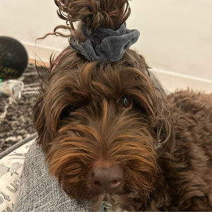 Meet your Posher, Akari